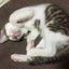 ゆざめのブログのサムネイル