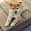 たまはるのサムネイル