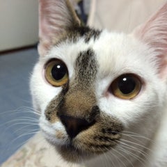 ねこ助のプロフィール