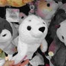 さらもふのプロフィール