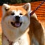 画像 秋田犬(AKITAINU)と暮らす毎日のユーザープロフィール画像