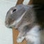 画像 ウサギのコヨミと一緒にプチプラDIY快適生活のユーザープロフィール画像