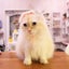 画像 猫とハンドメイドのユーザープロフィール画像