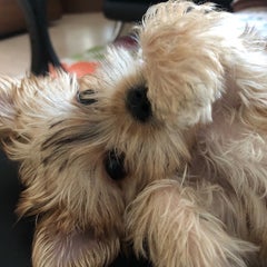 *YuON*のプロフィール