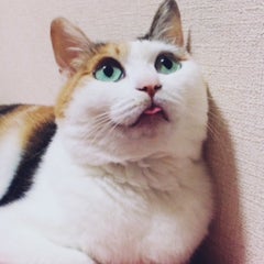 りえこのプロフィール