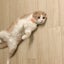 pecoのサムネイル