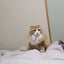おかみのサムネイル