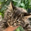 画像 100匹猫の生き方（にしきんち）のユーザープロフィール画像