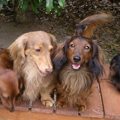 Dog House  ピースヒップのプロフィール