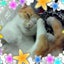 画像 保護猫たちとペットフィギュアのユーザープロフィール画像