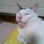 画像 あきちゃんの猫ブログのユーザープロフィール画像