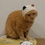 momo-bayuのサムネイル