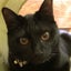 画像 しっぽにゃおDiary〜観劇・猫・おいしいもの・たまに旅〜のユーザープロフィール画像