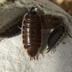 薩摩ゴキブリ Kazuの昆虫ブログ 薩摩ゴキブリ Kazuの昆虫ブログ
