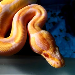 ボールパイソン水浴び温度 うごめく ボールパイソン水浴び温度 うごめく