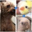 画像 オカメインコと保護犬トイプードルのブログのユーザープロフィール画像