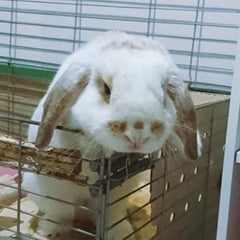 Kagamiのプロフィール