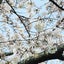 ふわふわさん♪のサムネイル