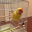 さらさのサムネイル