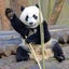 おやぱんだのサムネイル