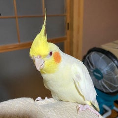 fuku@cockatielのプロフィール