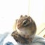 しまさくらのサムネイル