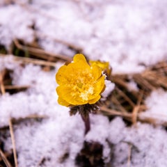 一花（ichica）のプロフィール
