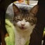 tentenmamanyaのサムネイル