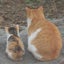 にゃんこ先生のサムネイル