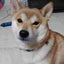 画像 愛犬モモのブログのユーザープロフィール画像