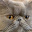 カナキャッツのサムネイル