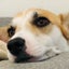 ぐめめのサムネイル