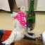 画像 お嬢ママの愛犬と一緒旅行から膵臓癌エンディングまでのユーザープロフィール画像