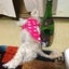お嬢ママのサムネイル