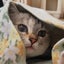画像 アラフォー猫まるの不育症妊娠ブログのユーザープロフィール画像