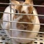 ダンディーうさぎのサムネイル