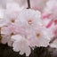画像 メンタルセラピスト★咲良香月のブログのユーザープロフィール画像