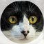 画像 くみちゃんの家猫生活のユーザープロフィール画像