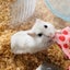 みた五郎のサムネイル