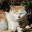 画像 kazuのdata fileⅡのユーザープロフィール画像