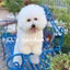 画像 EL's garden★犬天使の棲む庭のユーザープロフィール画像