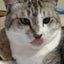 ねこ心のサムネイル
