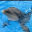 とりとんのサムネイル