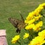 ここあのサムネイル