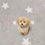 chihiroのサムネイル