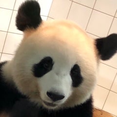 Pandadaのプロフィール