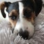 画像 愛犬はジャックラッセルテリア。2020. 9.25 生体腎移植を受けました。のユーザープロフィール画像