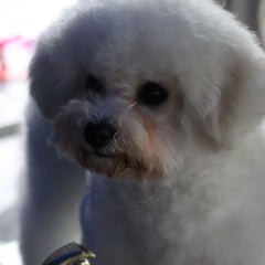 シームのプロフィール
