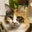 猫と薔薇の日々