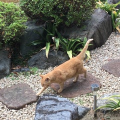 にゃんちゅうのプロフィール